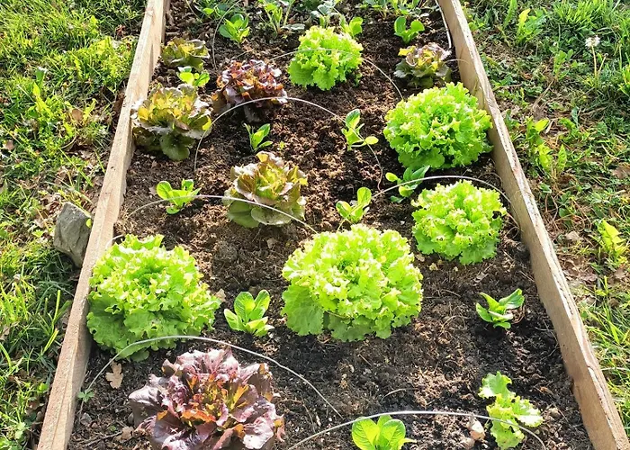 La Salamandre De L'escat Montastruc-de-Salies